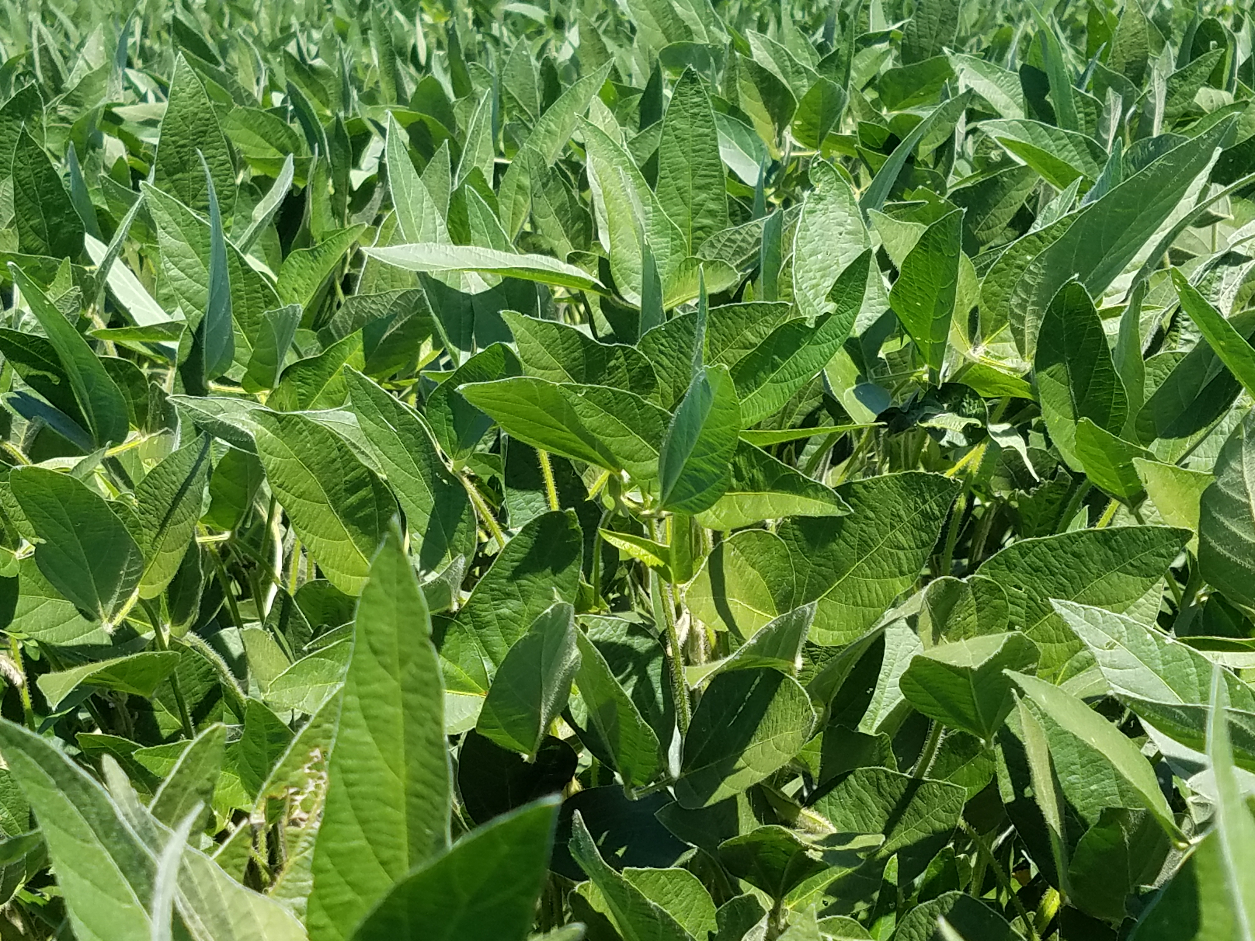 soy bean field