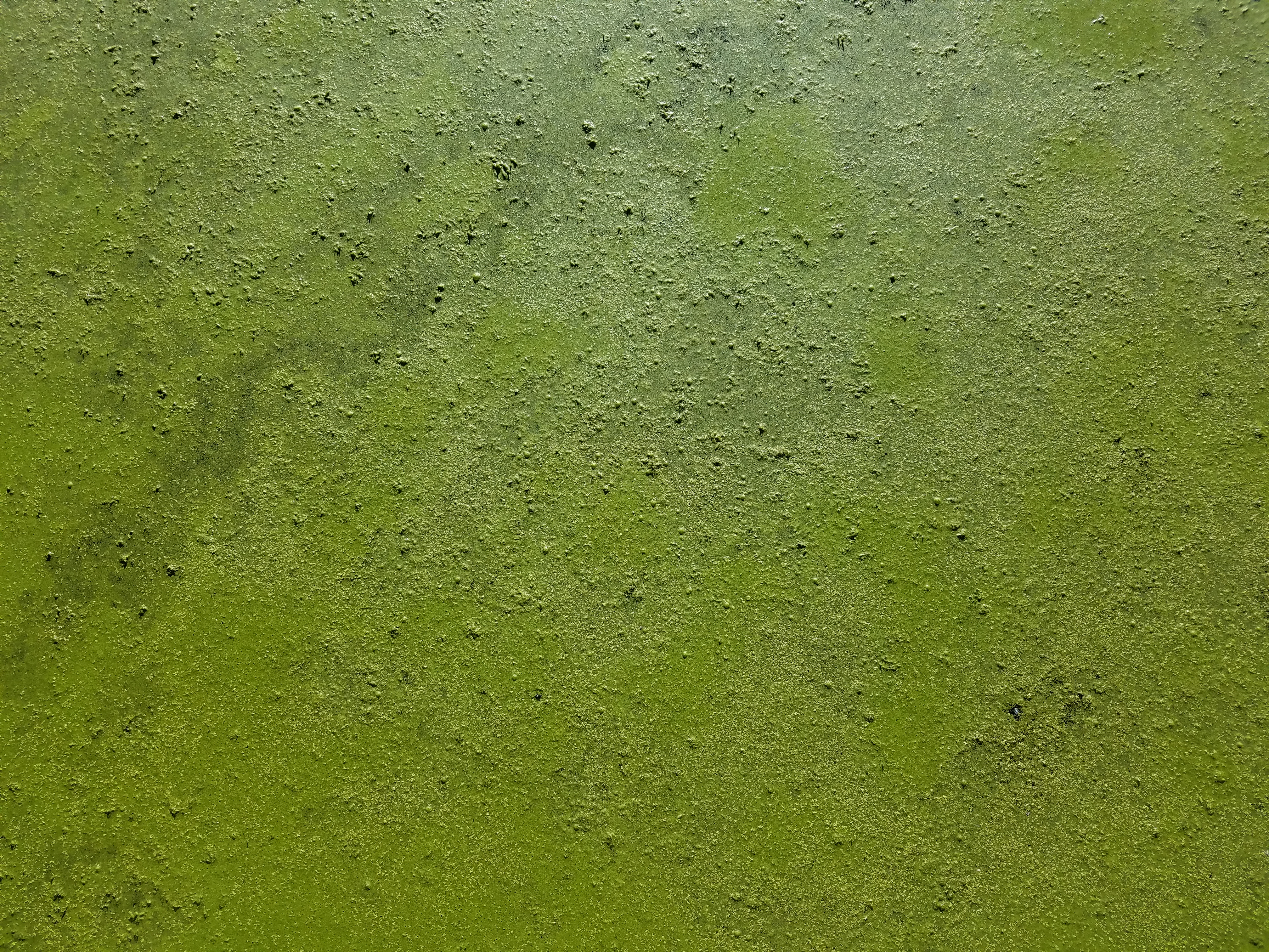 algae-5482.jpg
