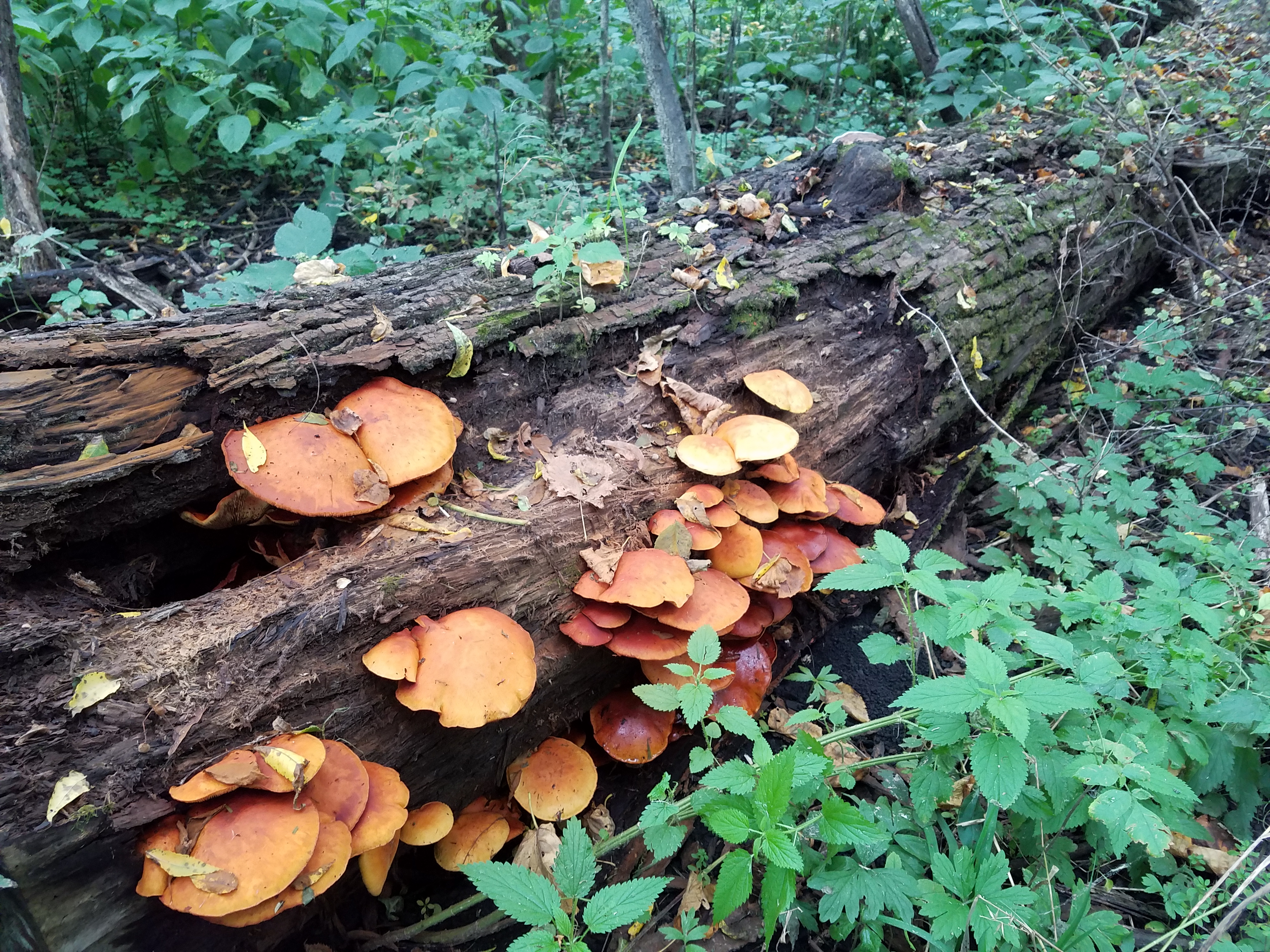 mushrooms-on-a-log573.jpg