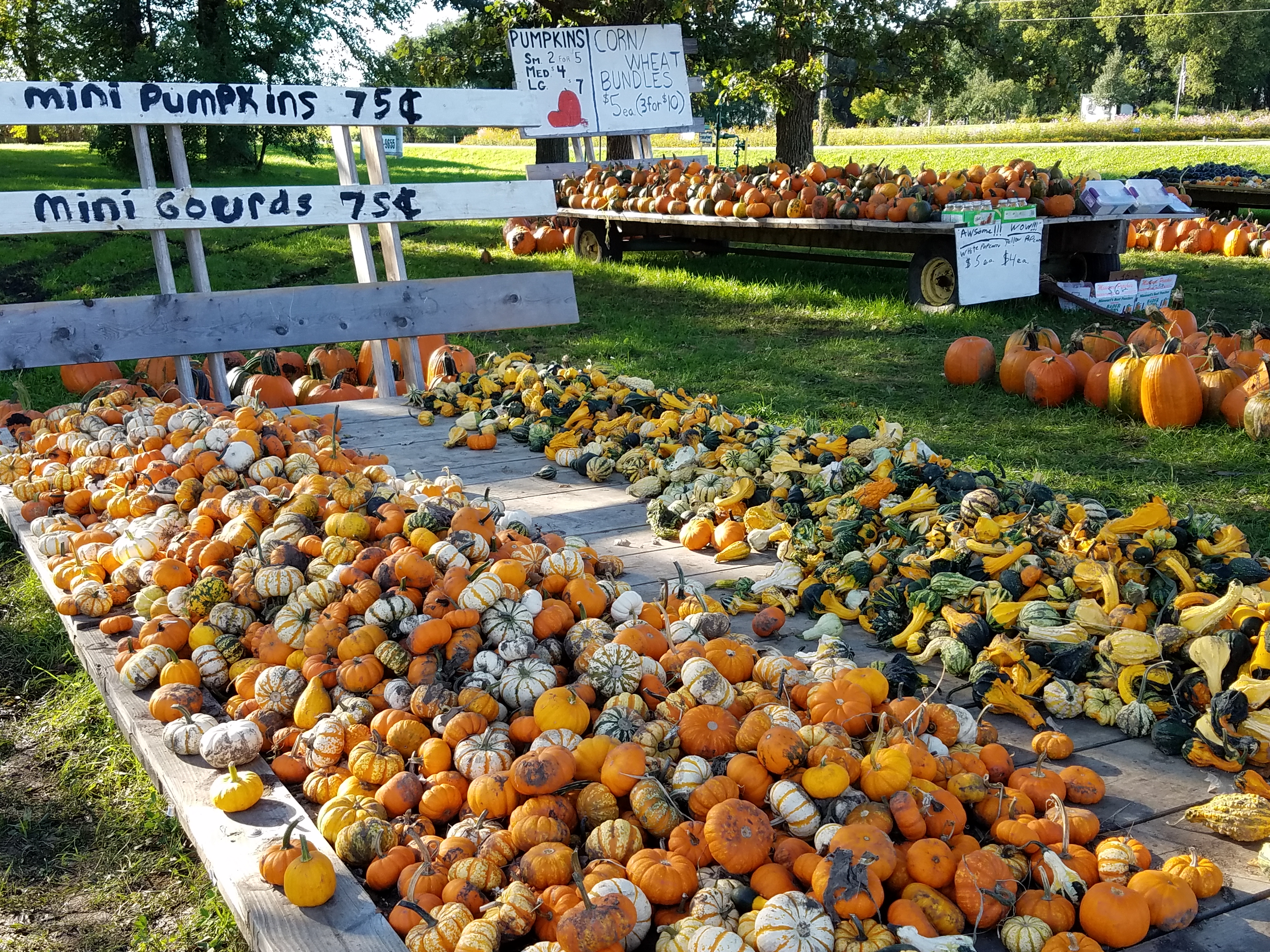 mini-pumpkins-and-gourds-7630.jpg