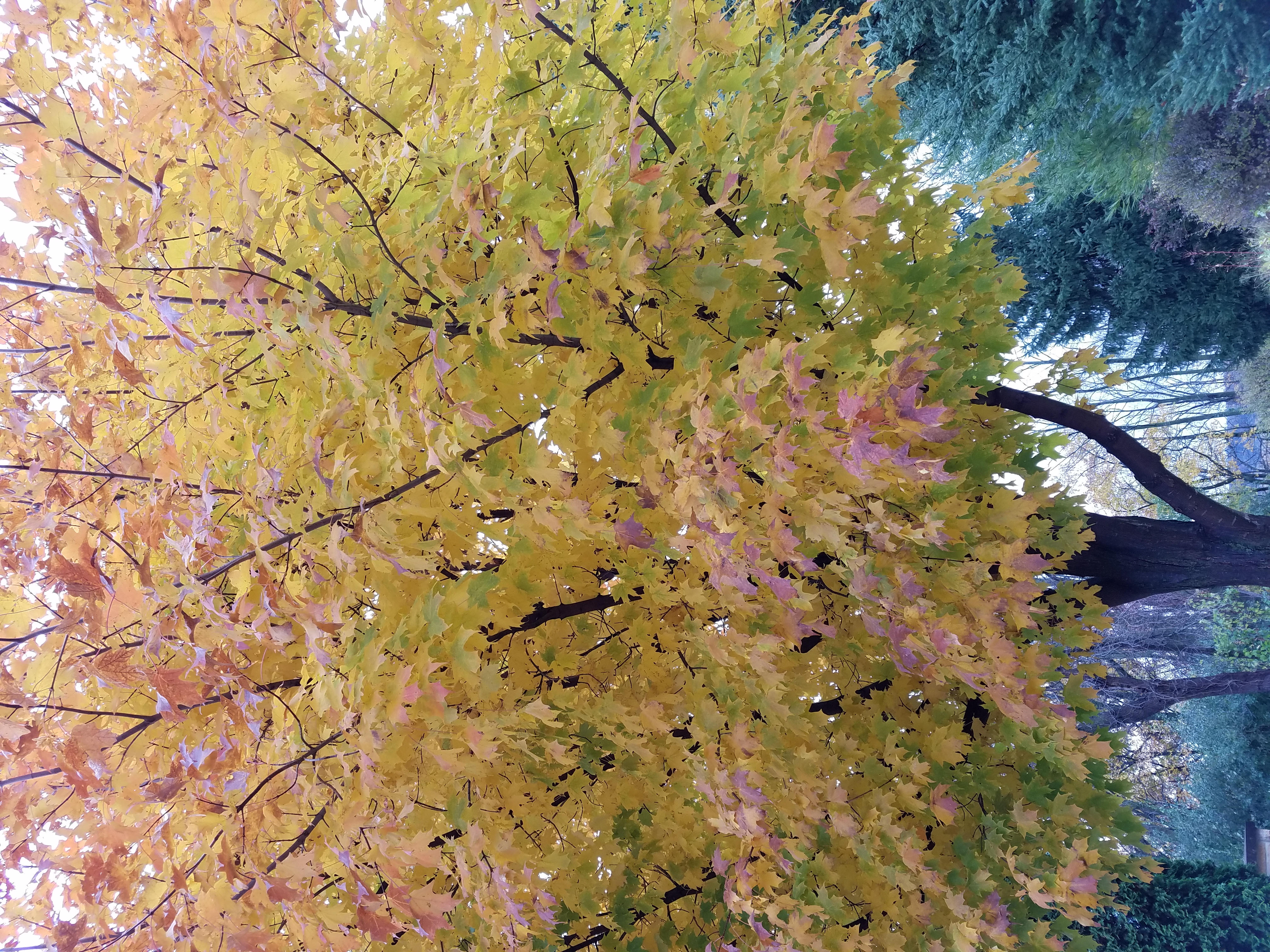 maple-tree-in-fall-313.jpg