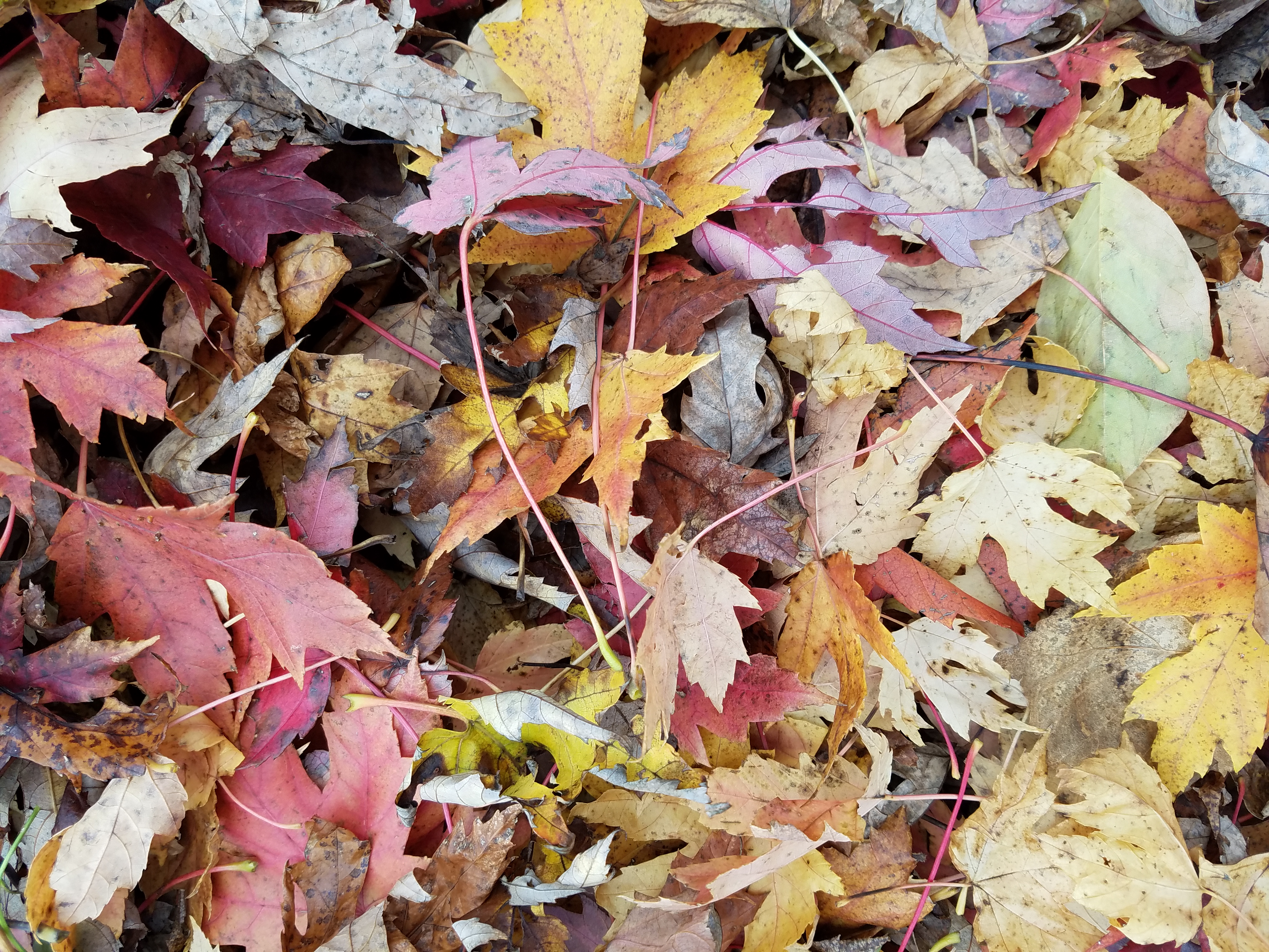 autumn-leaves-177.jpg